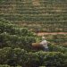 Produtores de café no Brasil estão otimistas em relação ao possível relaxamento das tarifas sobre o produto nos EUA — Foto: Márcia Foletto/Agência O Globo