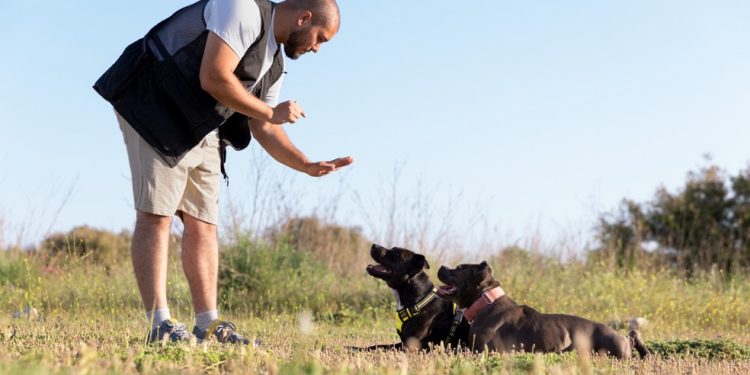 Recorrer à violência não é uma boa opção se quer ver seu pet bem adestrado — Foto: Freepik