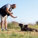 Recorrer à violência não é uma boa opção se quer ver seu pet bem adestrado — Foto: Freepik