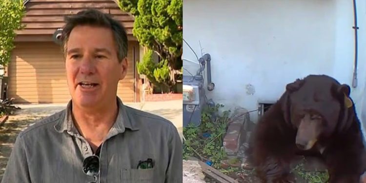 Montagem com o Kenneth Johnson ao lado do urso — Foto: Reprodução/YouTube/Kenneth Johnson/CBS News