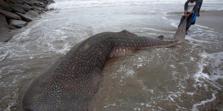 A carcaça de um tubarão-baleia (Rhincodon typus), espécie ameaçada de extinção, é vista após ter sido encontrada morta na praia de Kincie Salido, na vila de Nagari Salido, Salido, Sumatra Ocidental, em 25 de maio de 2022 — Foto: NAHNU MASBUN / AFP