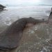 A carcaça de um tubarão-baleia (Rhincodon typus), espécie ameaçada de extinção, é vista após ter sido encontrada morta na praia de Kincie Salido, na vila de Nagari Salido, Salido, Sumatra Ocidental, em 25 de maio de 2022 — Foto: NAHNU MASBUN / AFP