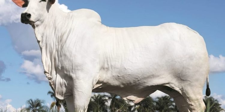 Murilo Huff comprou cota da vaca mais cara do mundo — Foto: Reprodução Instagram @nelorehuff