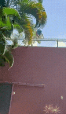 Entenda tudo o que aconteceu no ataque da leoa que matou um jovem no zoológico de João Pessoa