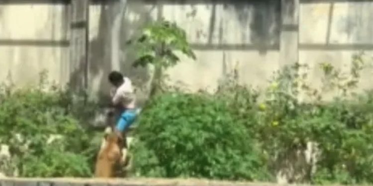 Homem morre após entrar em jaula de leoa em João Pessoa (PB) — Foto: Reprodução de vídeo