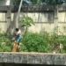 Homem morre após entrar em jaula de leoa em João Pessoa (PB) — Foto: Reprodução de vídeo