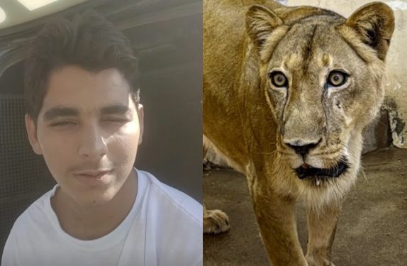 Morto por leoa: mídia internacional repercurte tragédia em zoo