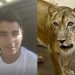Morto por leoa: mídia internacional repercurte tragédia em zoo