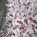Foram apreendidos 2.500 sacolés de cocaína e 950 trouxinhas de maconha — Foto: Reprodução