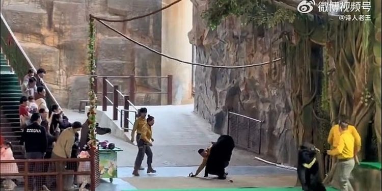 Momento do ataque do animal no Parque Safari de Hangzhou — Foto: Captura de tela/Redes sociais/Xiaohongshu