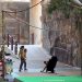 Momento do ataque do animal no Parque Safari de Hangzhou — Foto: Captura de tela/Redes sociais/Xiaohongshu
