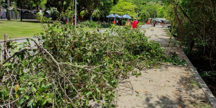 Mario Moscatelli diz que entre as plantas cortadas estavam mangues-vermelhos, em plena reprodução — Foto: Divulgação/Mario Moscatelli
