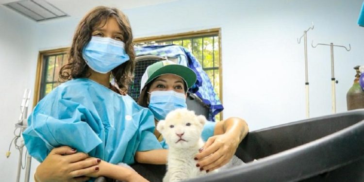 Dois filhotes de leão branco nasceram na Venezuela em 2025 — Foto: Governo de Aragua | Zoológico Las Delicias | Divulgação