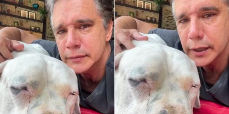 Como lidar com linfoma em cães: orientações para tutores de pets com base no caso de Bogo — Foto: Reprodução Instagram