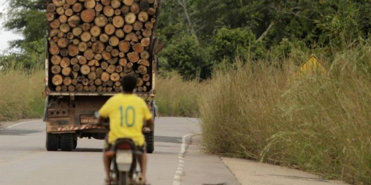 O Pará é o estado que mais desmata, sendo responsável por 60% de todo desmatamento segundo o INPE — Foto: Raimundo Paccó / FramePhoto