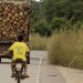 O Pará é o estado que mais desmata, sendo responsável por 60% de todo desmatamento segundo o INPE — Foto: Raimundo Paccó / FramePhoto