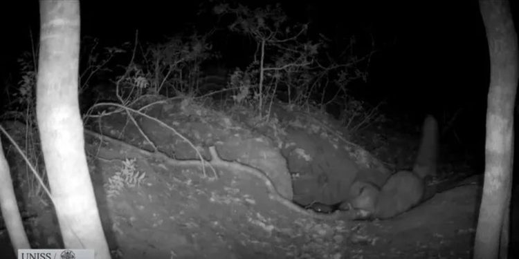Uma imagem capturada por uma câmera de visão noturna registra uma raposa vermelha predando um filhote de lobo em maio de 2025, dentro da propriedade presidencial de Castelporziano, no centro da Itália. — Foto: Divulgação/Buelli, C. et al. (2026)