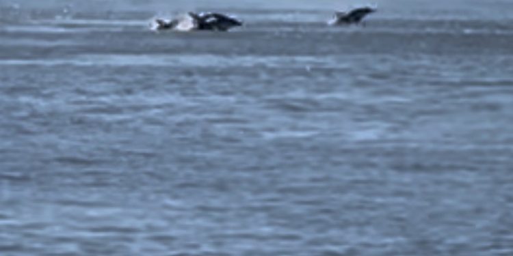 Golfinhos curtem dia ensolarado no fim do inverno em Nova York — Foto: Reprodução | X