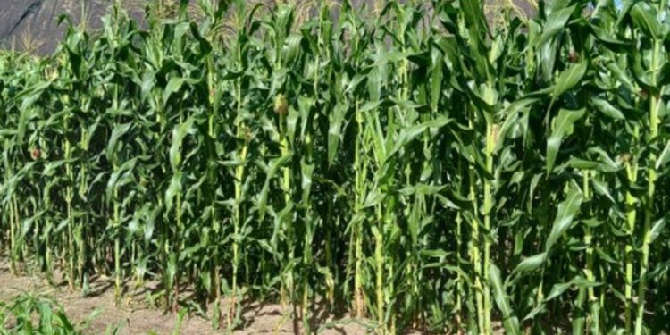 Projeto da UFRJ modifica geneticamente plantas para elas serem mais produtivas e resistentes às mudanças climáticas — Foto: Divulgação/UFRJ