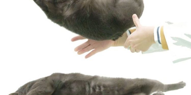 Sequência de imagens mostrando como os gatos caem de pé — Foto: Reprodução/Higurashi et al., Anat. Rec. , 2026
