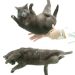 Sequência de imagens mostrando como os gatos caem de pé — Foto: Reprodução/Higurashi et al., Anat. Rec. , 2026