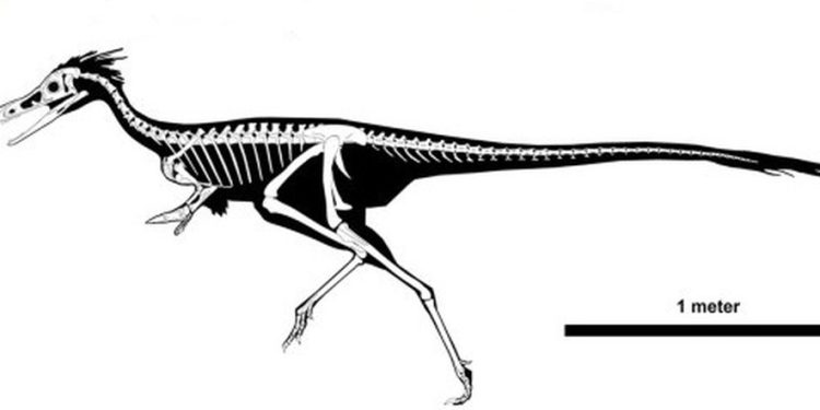 Representação gráfica do fóssil do dinossauro encontrado na Patagônia — Foto: Divulgação: NIH.gov