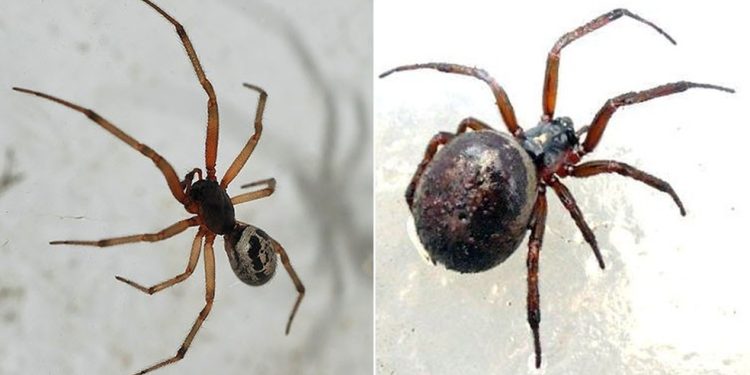 Aranhas 'falsas-viuvas': O macho da espécie (esquerda) e a fêmea (direita) — Foto: Reprodução: nhm.ac.uk
