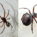 Aranhas 'falsas-viuvas': O macho da espécie (esquerda) e a fêmea (direita) — Foto: Reprodução: nhm.ac.uk