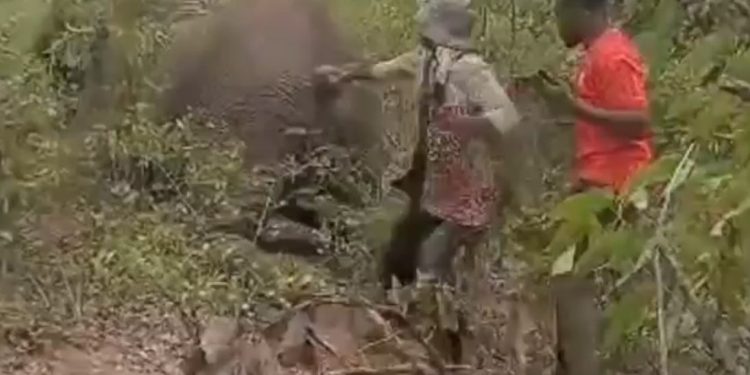 Klaudia Mwaala, de 46 anos, foi desafiada a puxar o rabo do elefante ferido — Foto: Reprodução