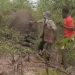 Klaudia Mwaala, de 46 anos, foi desafiada a puxar o rabo do elefante ferido — Foto: Reprodução