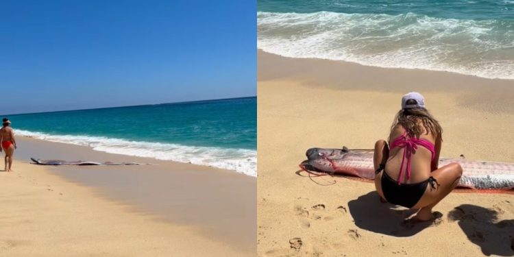Montagem com o momento do resgate que circula nas redes sociais — Foto: Reprodução/Instagram/@monicaandco_