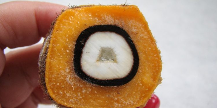 Safra do murumuru na região vai de abril a junho — Foto: Valeria Bezerra/Embrapa Amapá