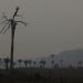 Queimada próxima à Transgarimpeira, no Pará: paisagem agonizante do planeta é tema de Vaclav Smil — Foto: Cristiano Mariz