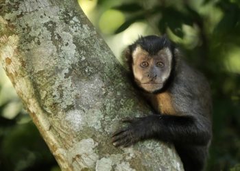 Macacos-prego são "carioca-raiz": não apenas nasceram no Rio, mas foram “inventados” aqui — Foto: Custodio Coimbra / Agência O Globo