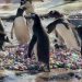 Pinguins se divertem com pedrinhas pintadas no início da temporada de reprodução