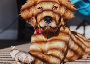 Além da vida: Niterói autoriza enterro de pets em jazigos da família