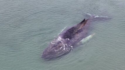 ONG diz que esperanças para baleia jubarte encalhada na costa alemã estão diminuindo