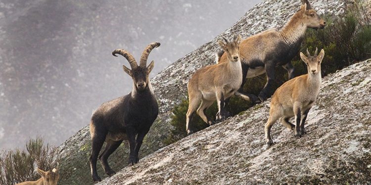 Sabe-se que cabras-monteses vivem na DMZ (Zona Desmilitarizada) — Foto: Reprodução/National Geographic
