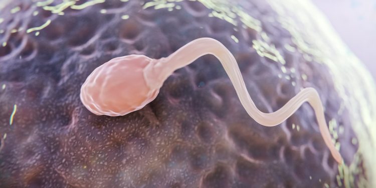 IA encontra oito espermatozoides antes 'invisíveis', e casal engravida mesmo após diagnóstico de infertilidade severa; entenda