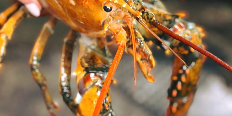Lagosta 'meio a meio' tem ocorrência de 1 em 50 milhões — Foto: Reprodução: Wellfleet Shellfish Company