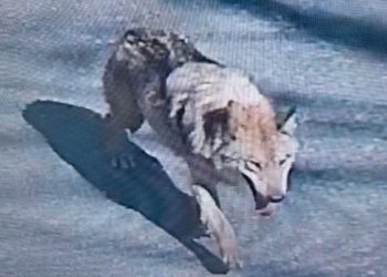 Neukgu: Buscas por lobo que fugiu de zoológico na Coreia do Sul passa de uma semana e mobiliza força-tarefa com mais de 300 pessoas — Foto: Reprodução/X