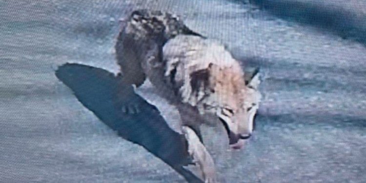 Neukgu: Buscas por lobo que fugiu de zoológico na Coreia do Sul passa de uma semana e mobiliza força-tarefa com mais de 300 pessoas — Foto: Reprodução/X