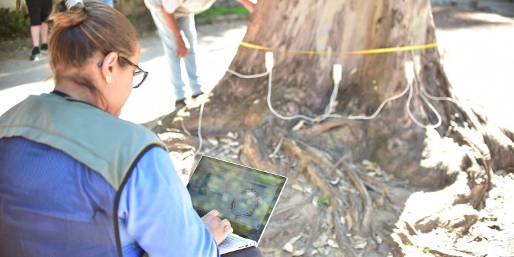 Tomografia é usada para avaliar saúde das árvores em Niterói