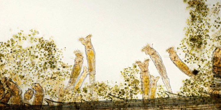 Um rotífero de 24.000 anos foi descoberto recentemente no permafrost siberiano, datando do Pleistoceno Superior — Foto: Getty Images