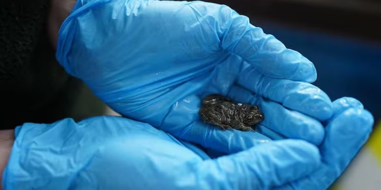 A rã-da-patagônia é uma espécie endêmica que está criticamente ameaçada de extinção — Foto: Lucha Musante/Tamaikén