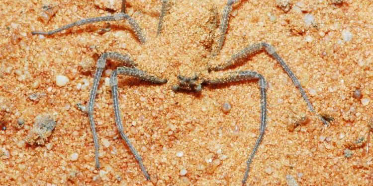 Cientistas revelam o mecanismo mortal que o veneno de uma aranha usa para atacar as células humanas