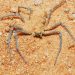 Cientistas revelam o mecanismo mortal que o veneno de uma aranha usa para atacar as células humanas