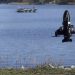 Com 9 metros, motor de 350 cv e alcance de 1.600 km: conheça o novo drone naval da Ucrânia