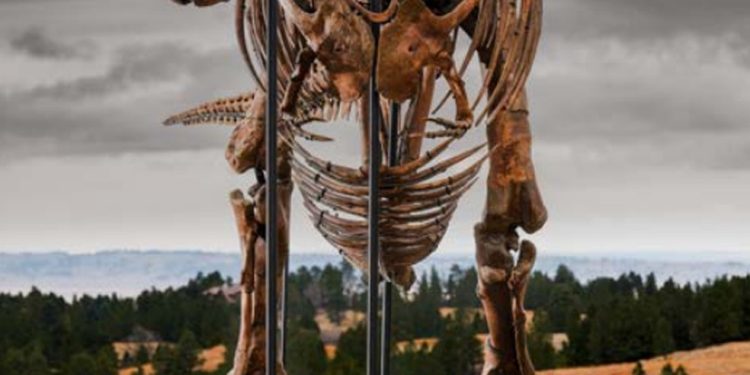 'Gus', esqueleto de tiranossauro rex de 67 milhões de anos pertence a seleto grupo de espécimes excepcionalmente bem preservados — Foto: Divulgação / Matthew Sherman