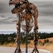 'Gus', esqueleto de tiranossauro rex de 67 milhões de anos pertence a seleto grupo de espécimes excepcionalmente bem preservados — Foto: Divulgação / Matthew Sherman